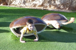 Yitzi turtle